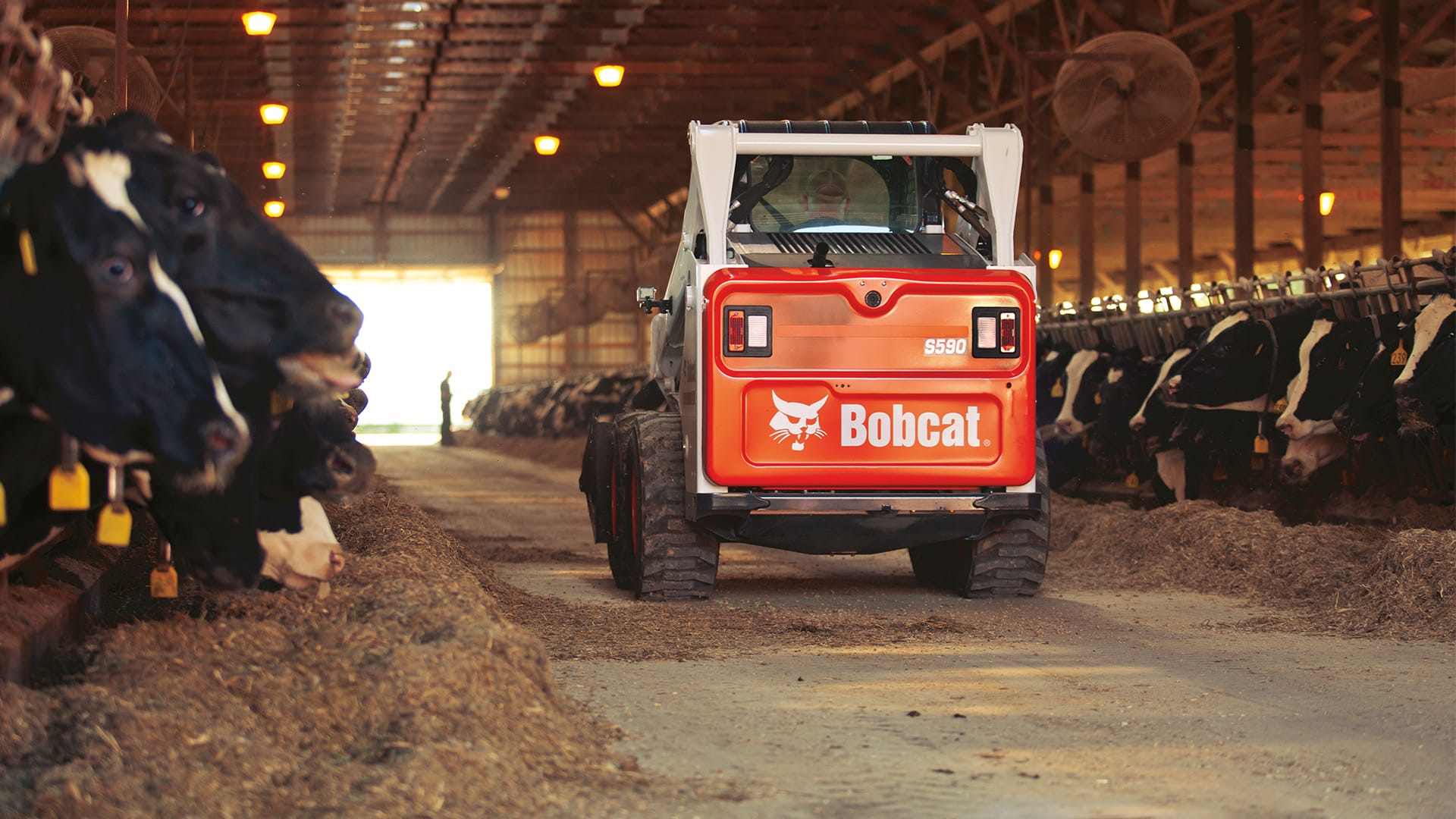 Bobcat S590 Skid Steer Loader inside a barn, maneuvering between rows of dairy cows under warm overhead lighting.