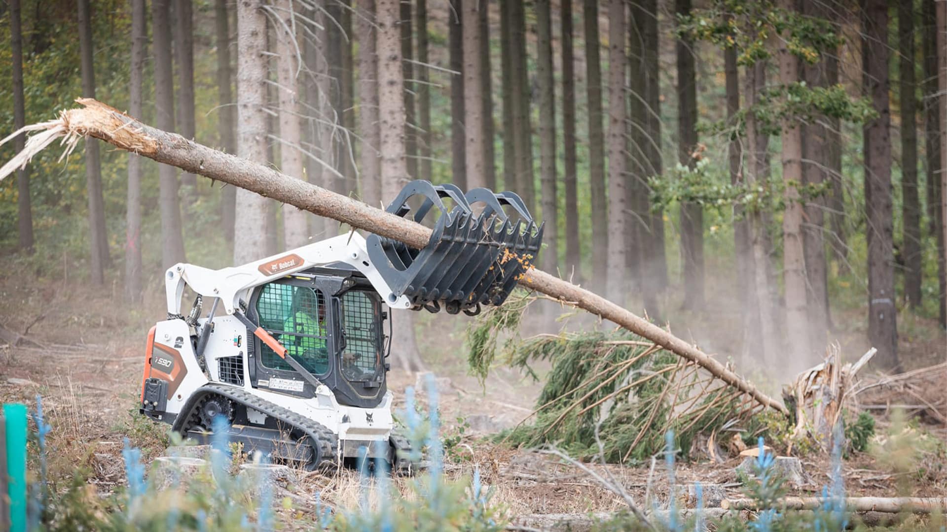 Bobcat T590 Track Loader lifting a fallen tree with a grapple attachment in a dense forest, surrounded by tall pine trees and scattered debris.