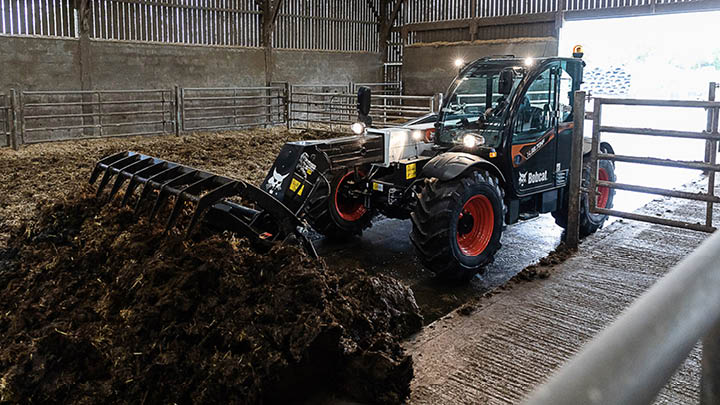 Bobcat agricultural telehandler with bucket cleaning livestock shed in confined space with cattle yards