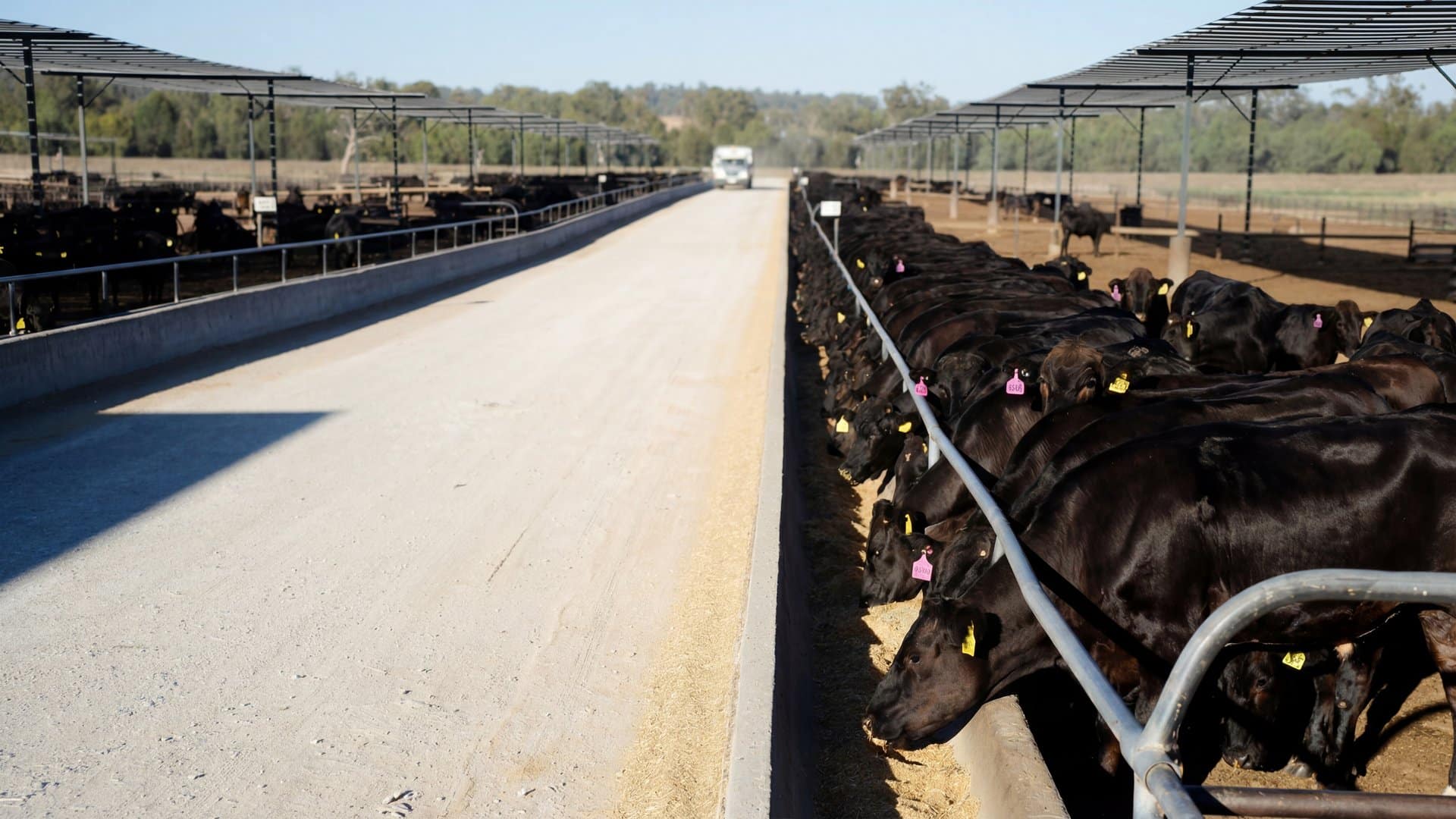Black Angus cattle lined up at a concrete feed bunk at an Australian feedlot with shade structures and feed lane