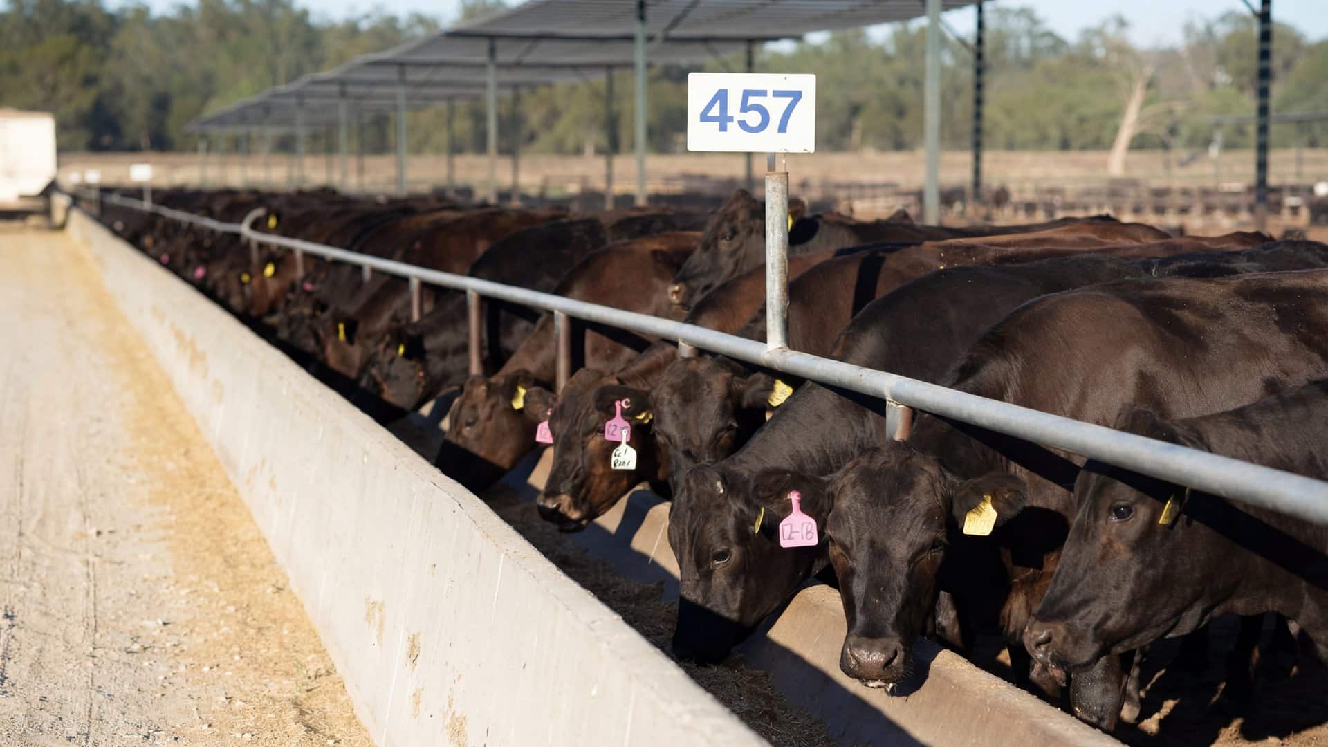 Black Angus cattle with ear tags feeding at a concrete bunk at pen 457, Australian feedlot