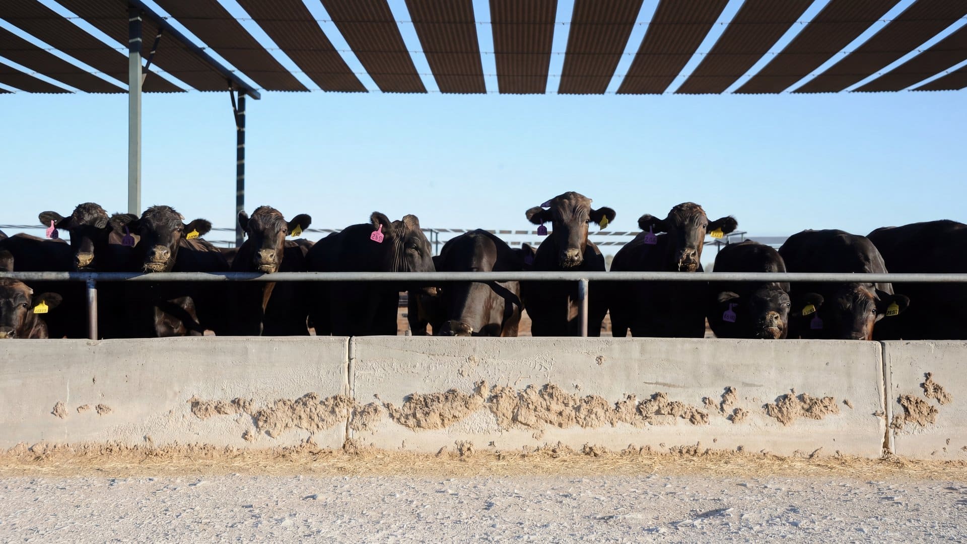 Black Angus cattle viewed front-on at a concrete feed bunk with shade structure above at an Australian feedlot