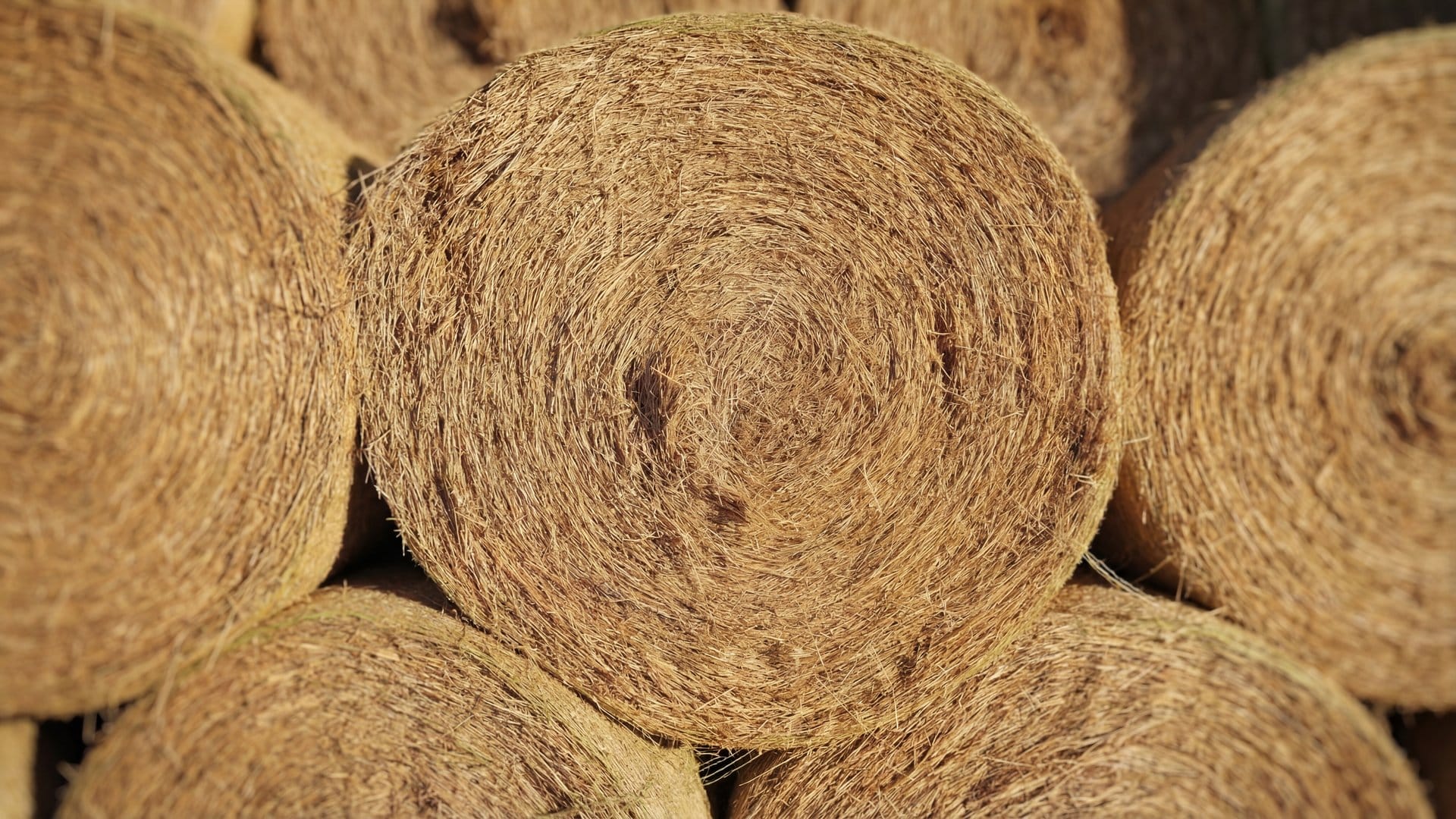 Close-up of round hay bale ends showing spiral texture of cut hay