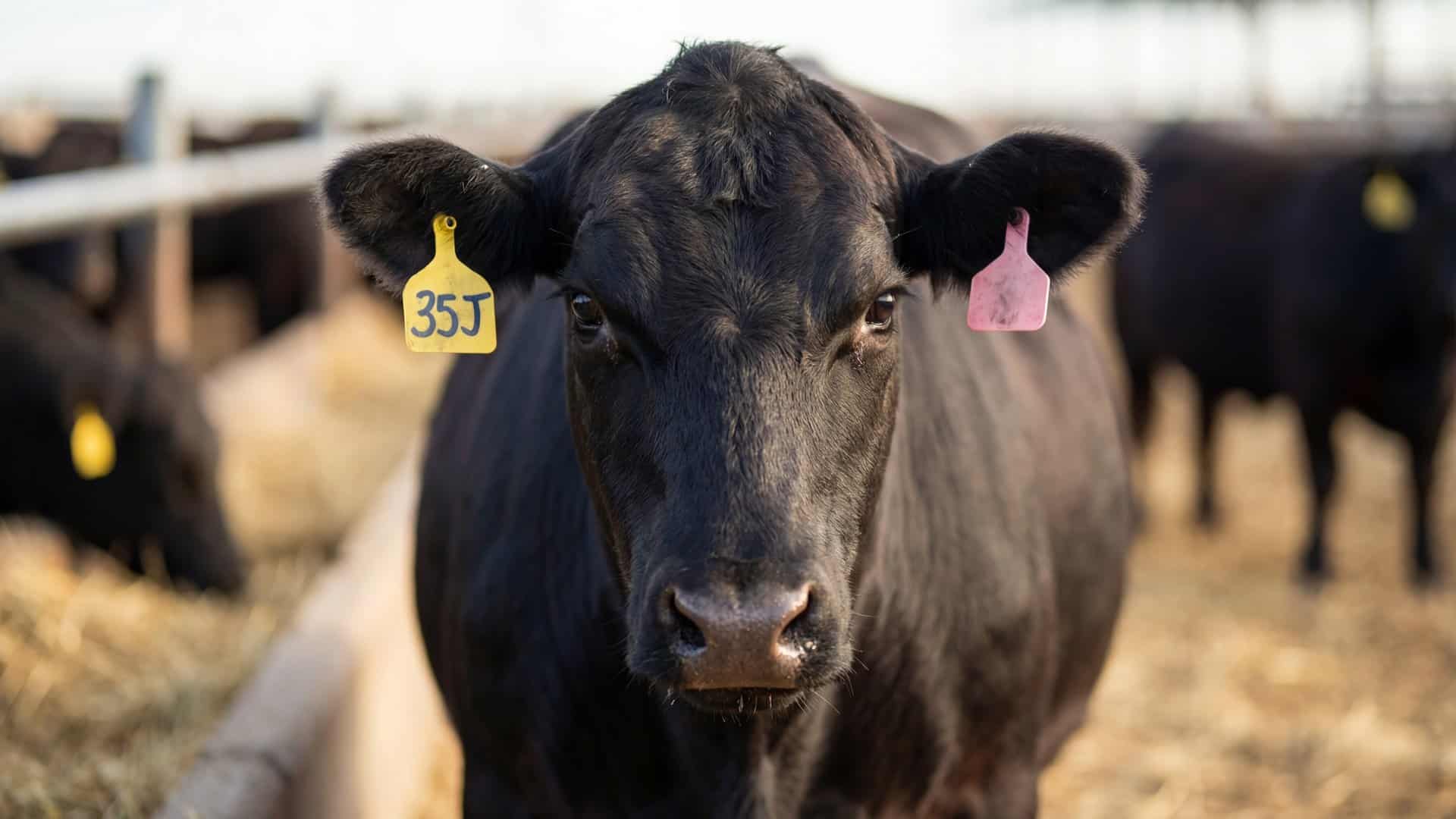 Black Angus cow with yellow and pink ear tags looking directly at camera at a feedlot