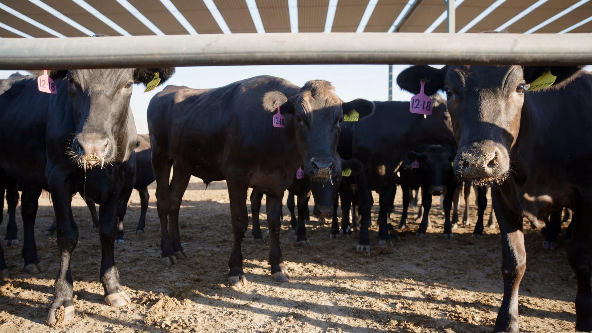 Black Angus cattle viewed through steel pen rails at a feedlot, low angle